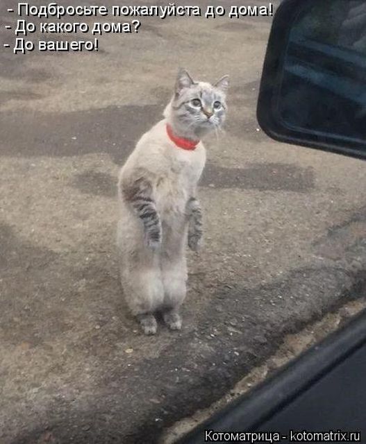 Лучшие котоматрицы недели