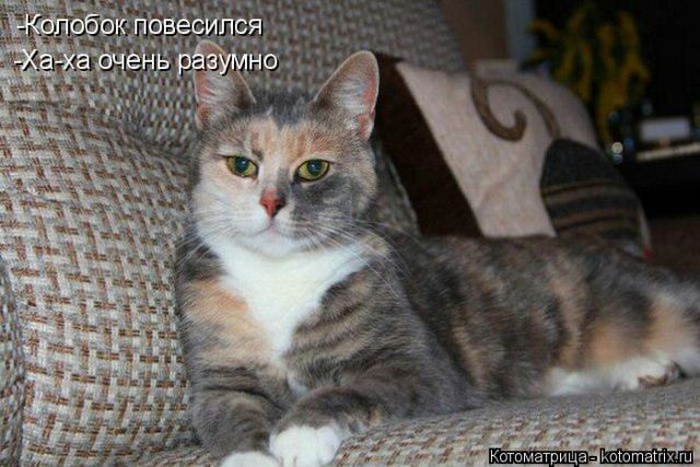 Лучшие котоматрицы недели