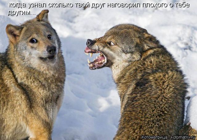 Лучшие котоматрицы недели