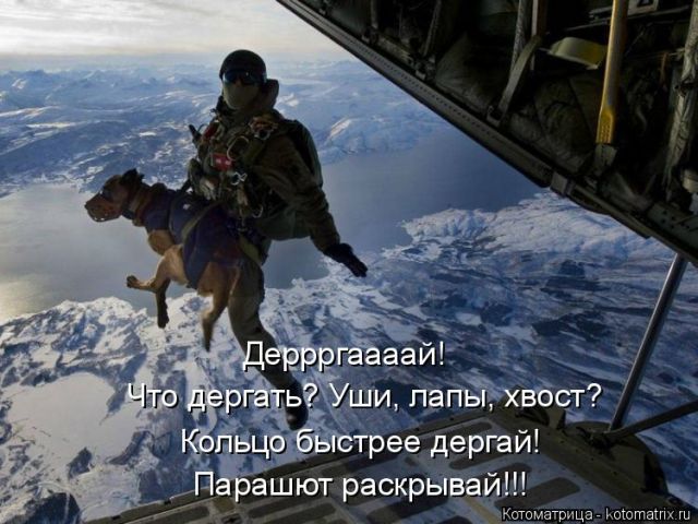 Лучшие котоматрицы недели