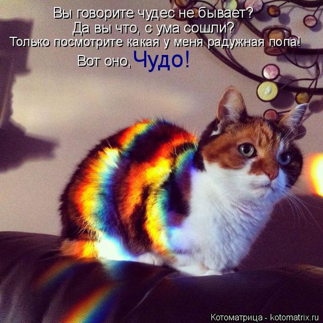 Лучшие котоматрицы недели