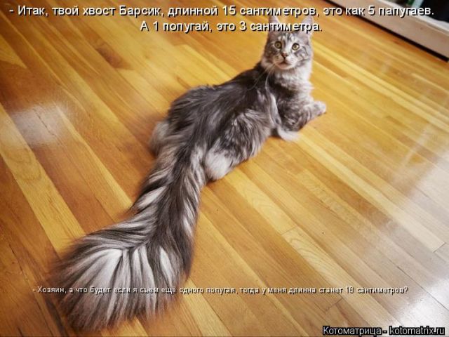 Лучшие котоматрицы недели