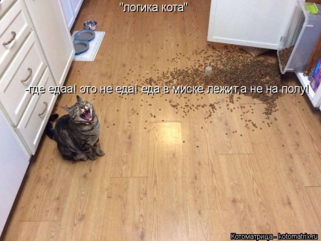Лучшие котоматрицы недели