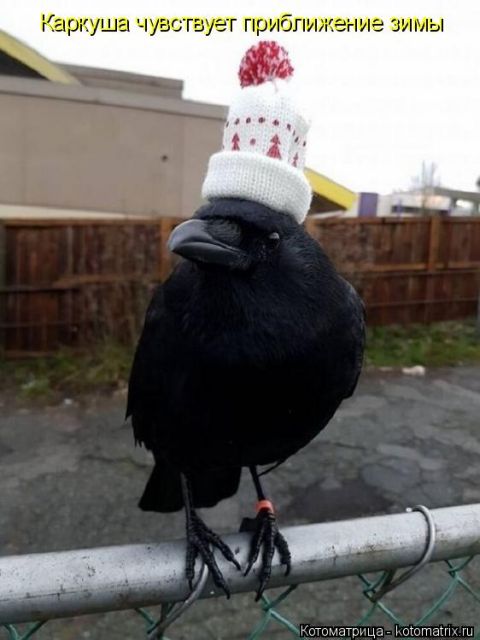 Лучшие котоматрицы недели