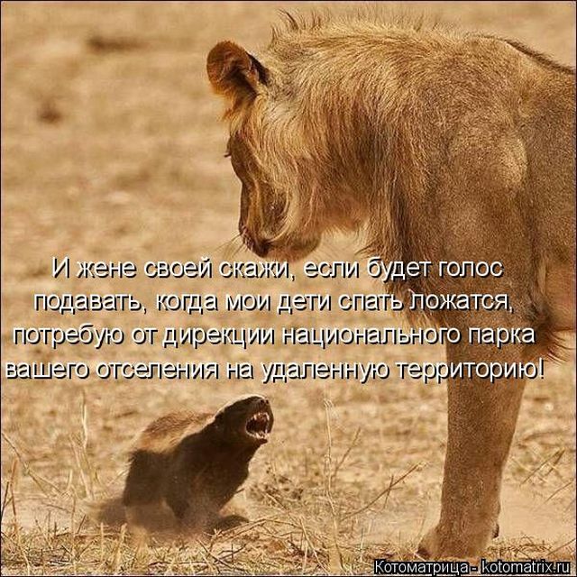 Лучшие котоматрицы недели