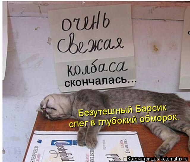 Лучшие котоматрицы недели