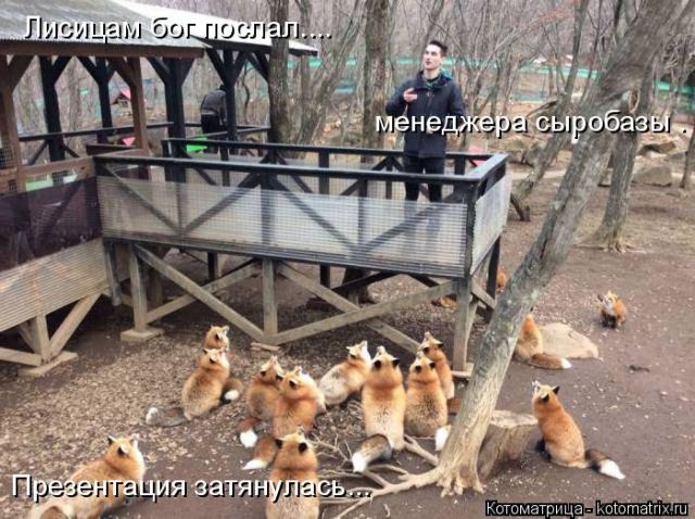 Лучшие котоматрицы недели