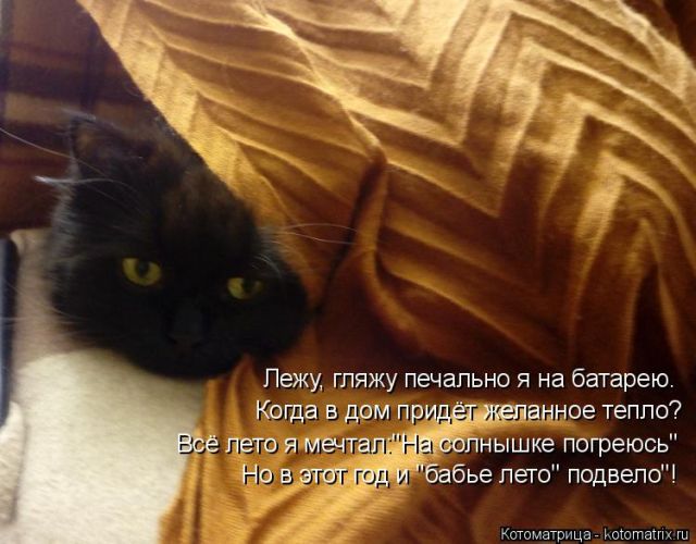 Лучшие котоматрицы недели