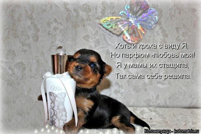 Лучшие котоматрицы недели