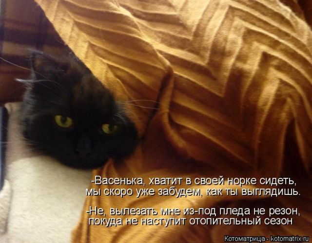 Лучшие котоматрицы недели