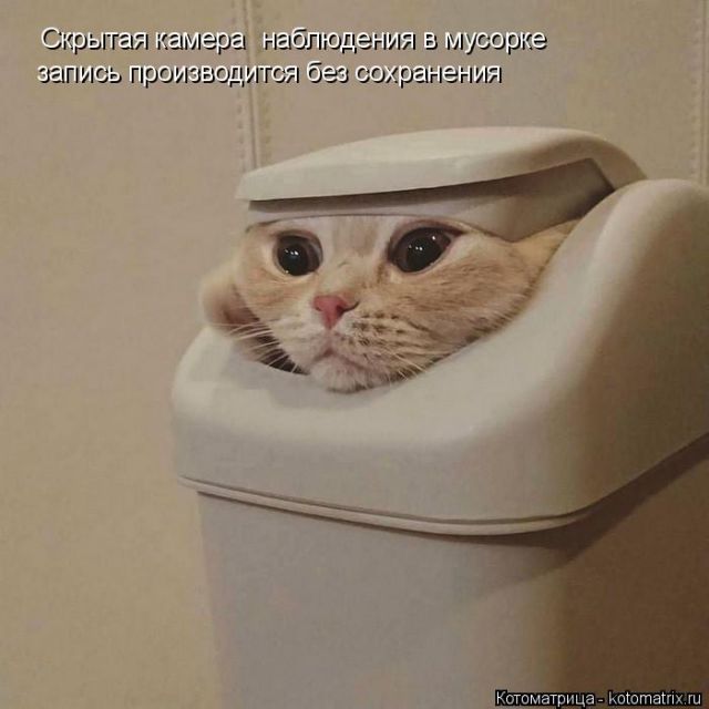 Лучшие котоматрицы недели