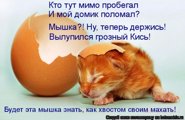 Лучшие котоматрицы недели