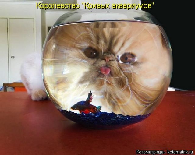 Лучшие котоматрицы недели