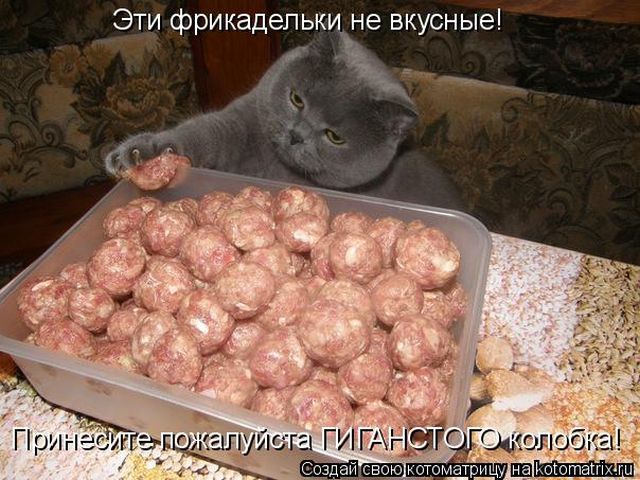 Лучшие котоматрицы недели