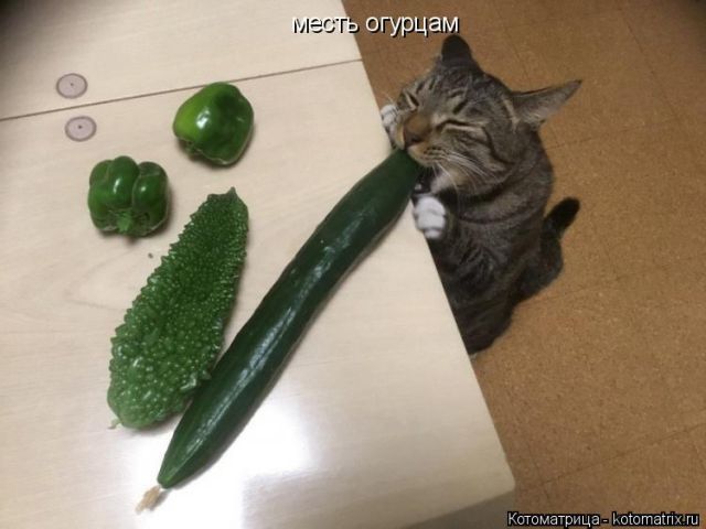 Лучшие котоматрицы недели