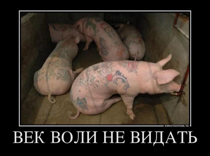 Демотвиаторы
