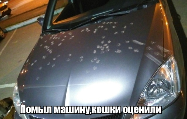 Прикольные картинки