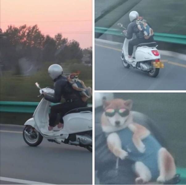 Прикольные картинки