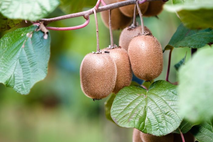 11 продуктов питания, которые растут необычным образом