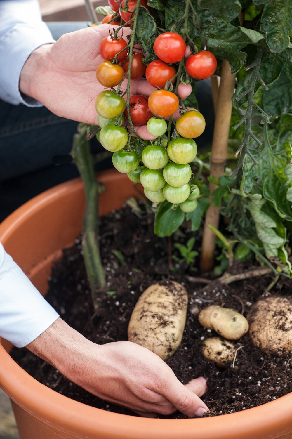 “TomTato”: гибрид картофеля и помидора
