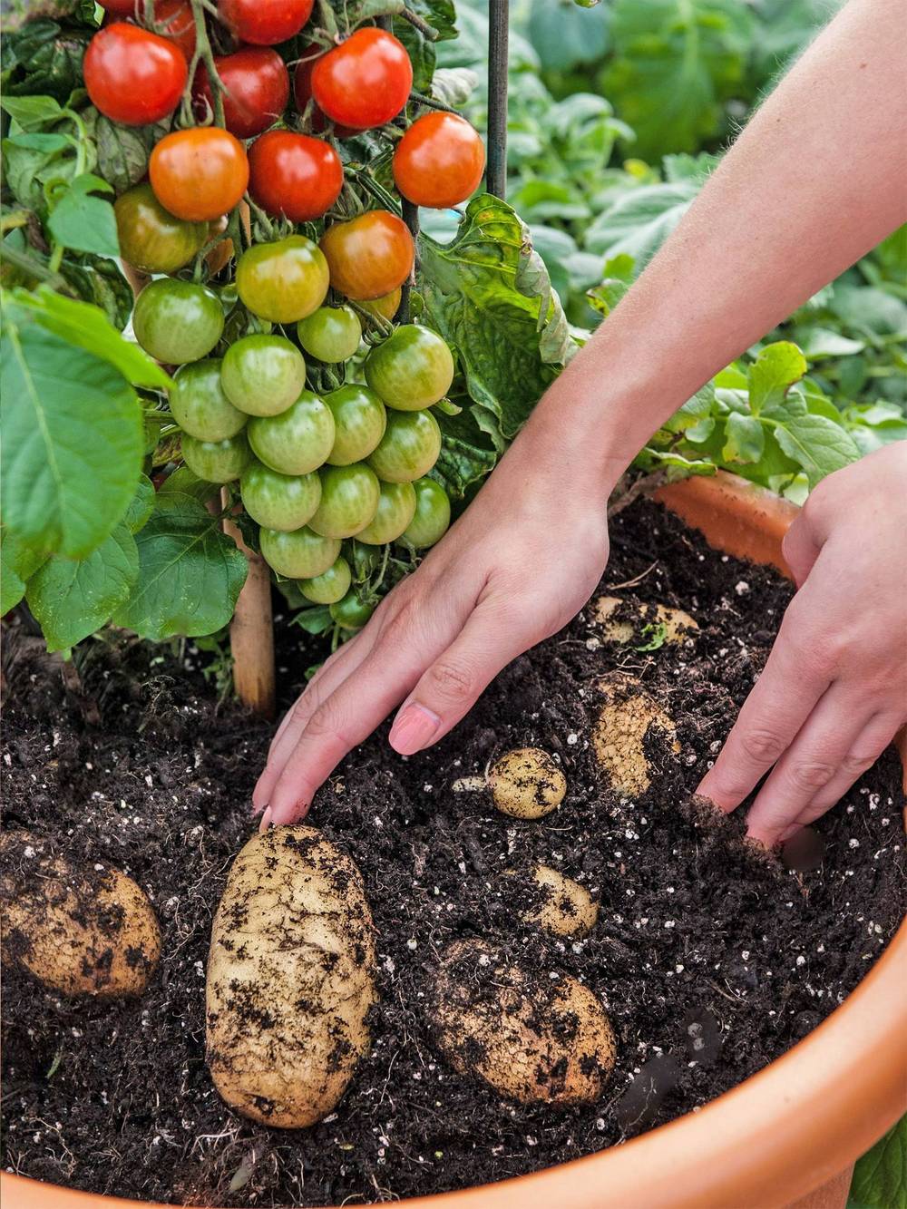 “TomTato”: гибрид картофеля и помидора