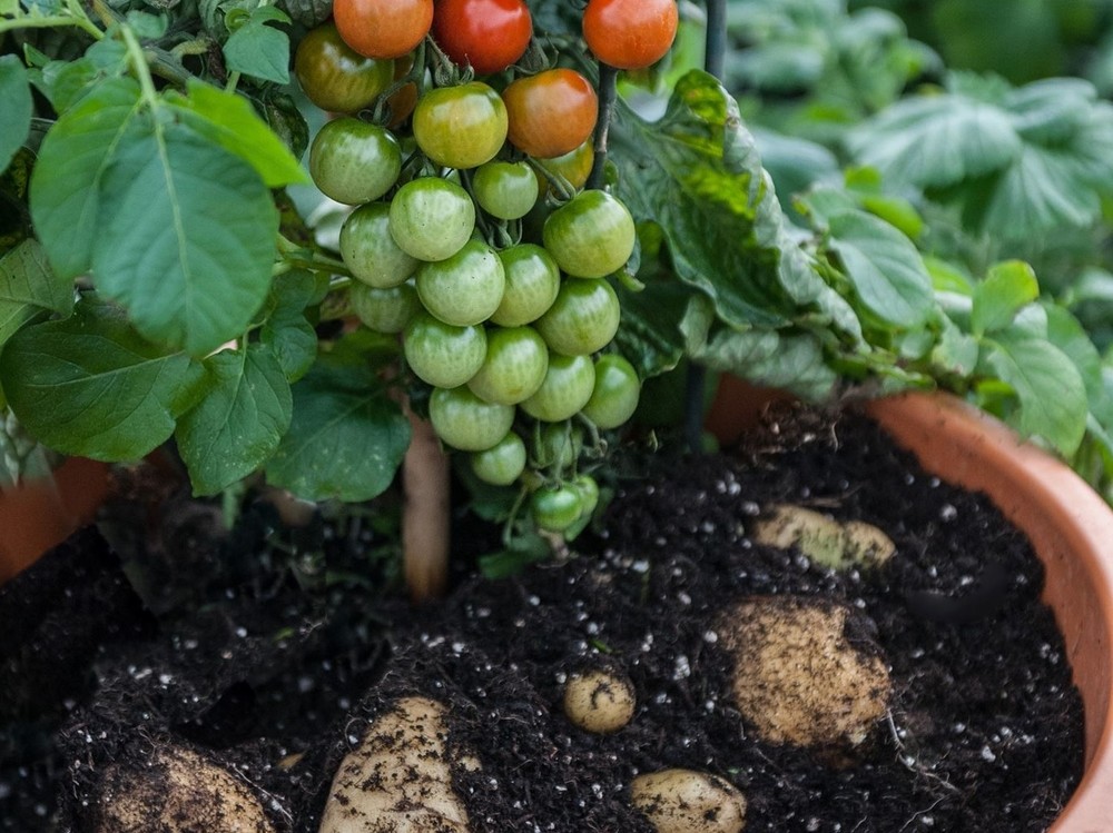 “TomTato”: гибрид картофеля и помидора