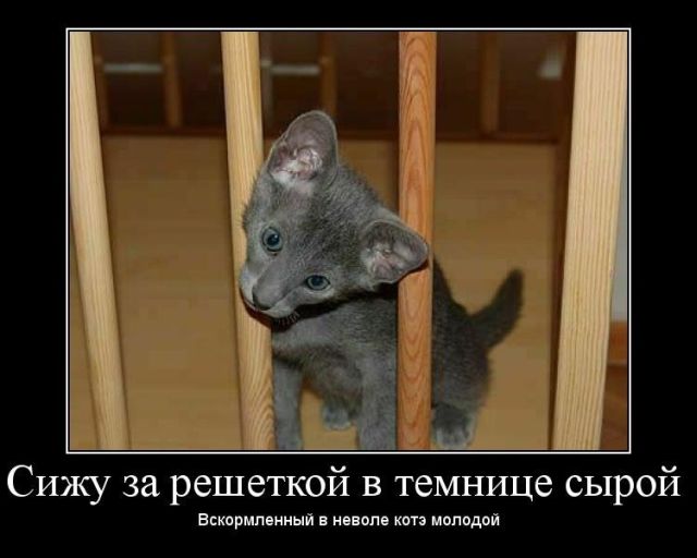 Демотиваторы