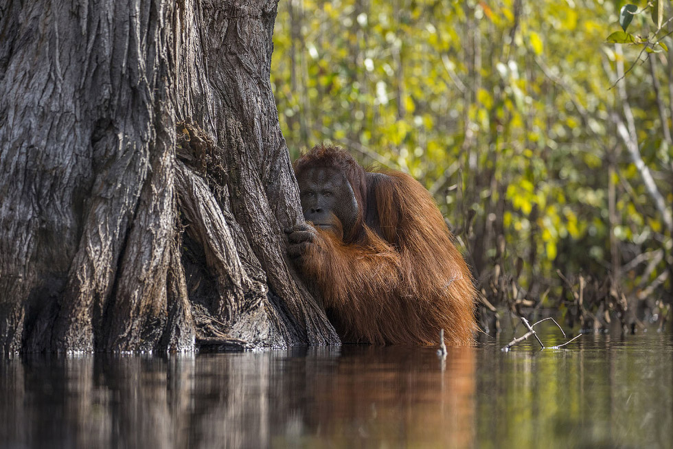 Фотографии победителей National Geographic Nature Photographer 2017 Фотографии победителей National Geographic Nature Photographer 2017