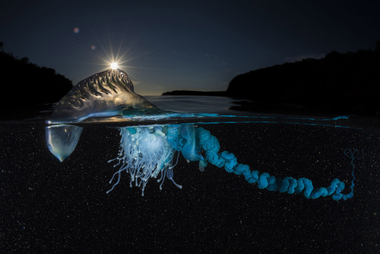 Фотографии победителей National Geographic Nature Photographer 2017 Фотографии победителей National Geographic Nature Photographer 2017
