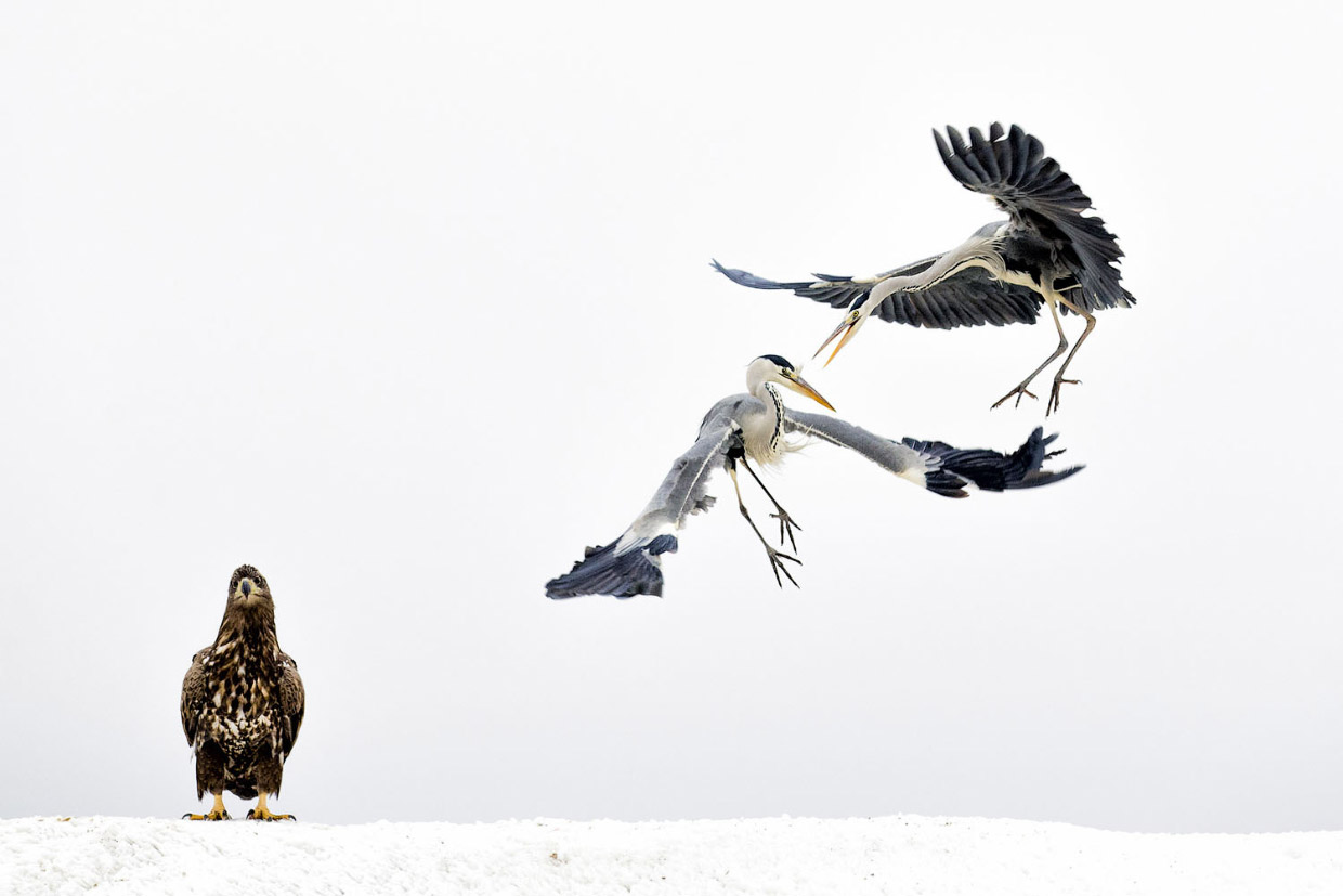 Фотографии победителей National Geographic Nature Photographer 2017 Фотографии победителей National Geographic Nature Photographer 2017