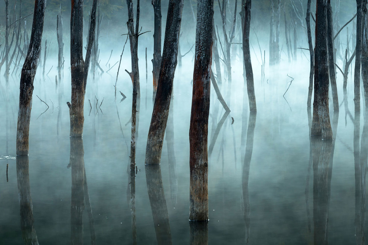 Фотографии победителей National Geographic Nature Photographer 2017 Фотографии победителей National Geographic Nature Photographer 2017
