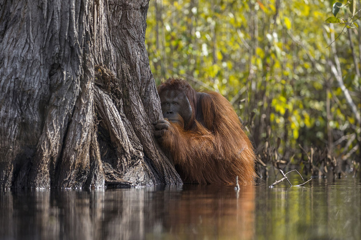 Фотографии победителей National Geographic Nature Photographer 2017 Фотографии победителей National Geographic Nature Photographer 2017