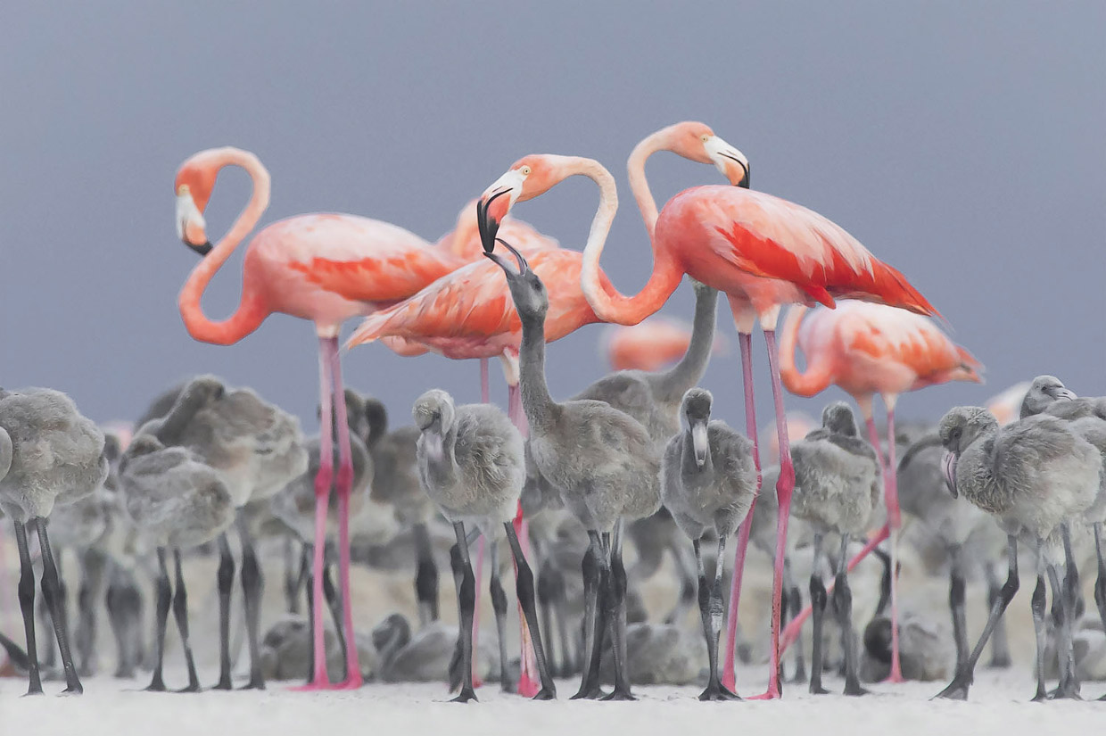Фотографии победителей National Geographic Nature Photographer 2017 Фотографии победителей National Geographic Nature Photographer 2017