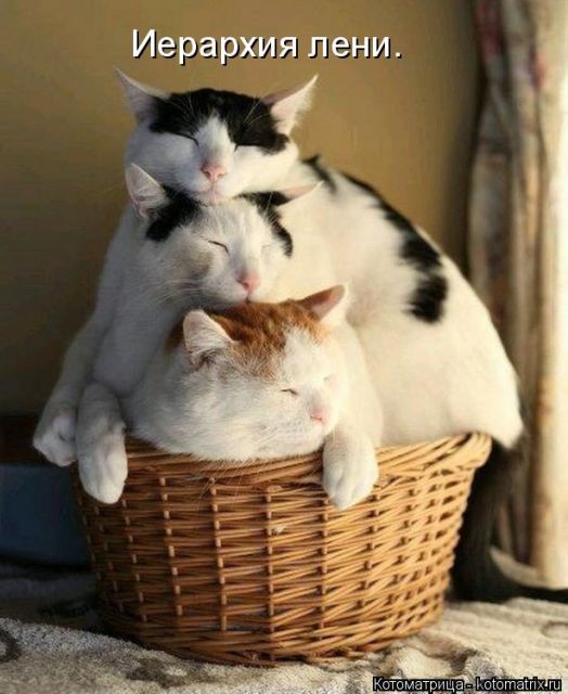 Лучшие котоматрицы недели