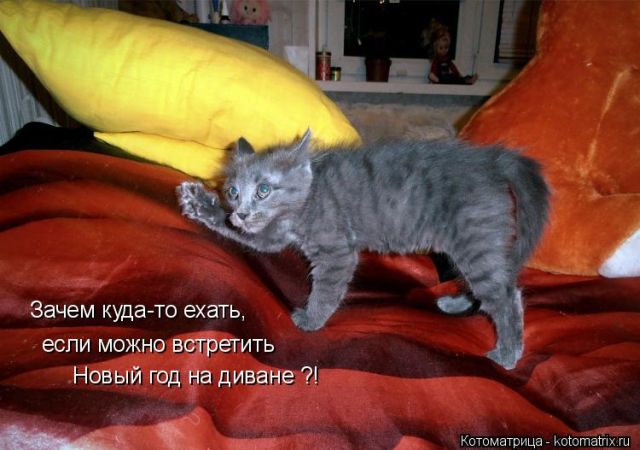 Лучшие котоматрицы недели