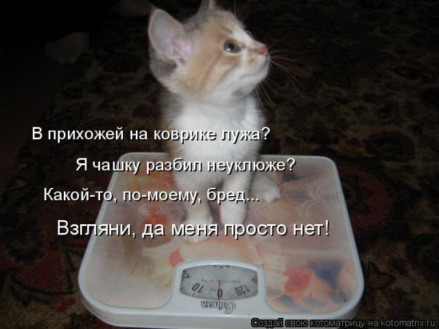 Лучшие котоматрицы недели