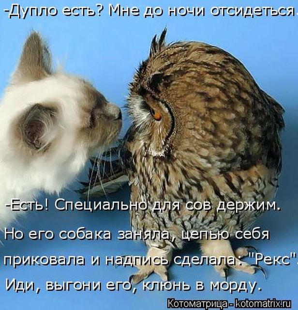 Лучшие котоматрицы недели