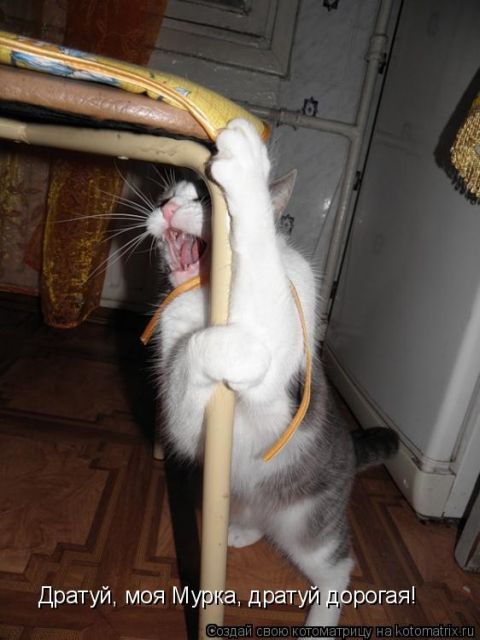Лучшие котоматрицы недели