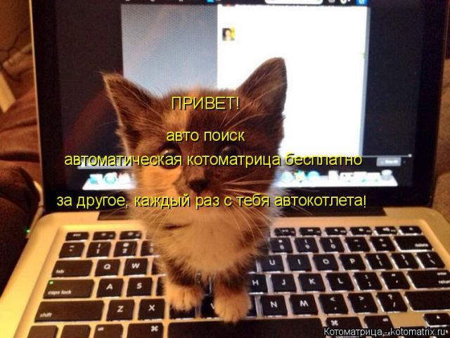 Лучшие котоматрицы недели