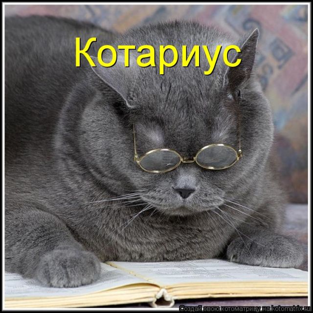 Лучшие котоматрицы недели