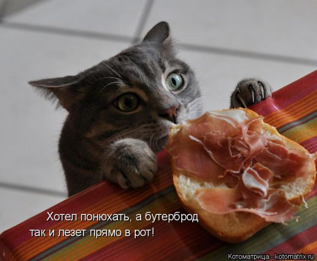 Лучшие котоматрицы недели