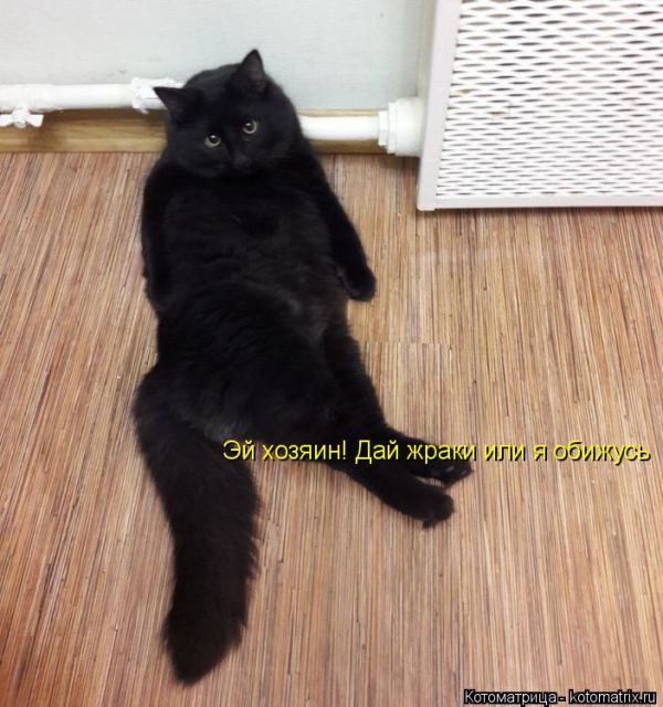 Лучшие котоматрицы недели