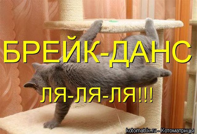 Лучшие котоматрицы недели
