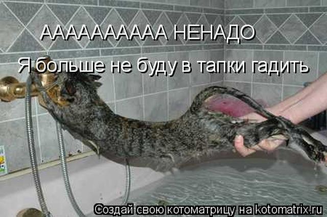 Лучшие котоматрицы недели