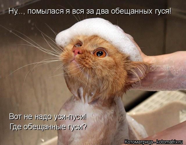 Лучшие котоматрицы недели