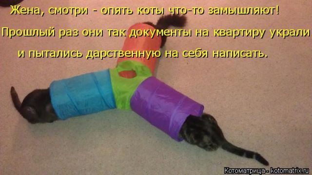 Лучшие котоматрицы недели
