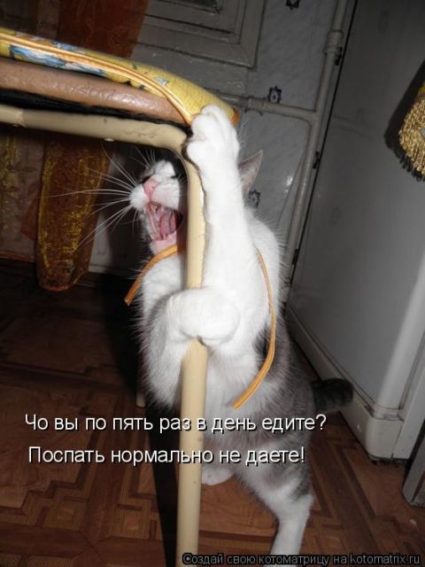 Лучшие котоматрицы недели