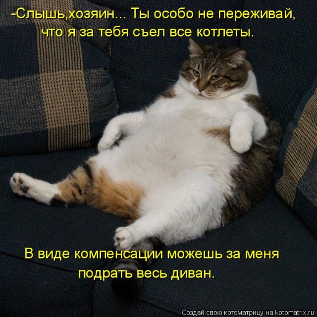 Лучшие котоматрицы недели
