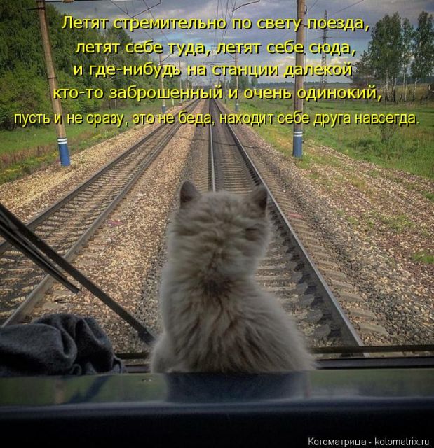 Лучшие котоматрицы недели