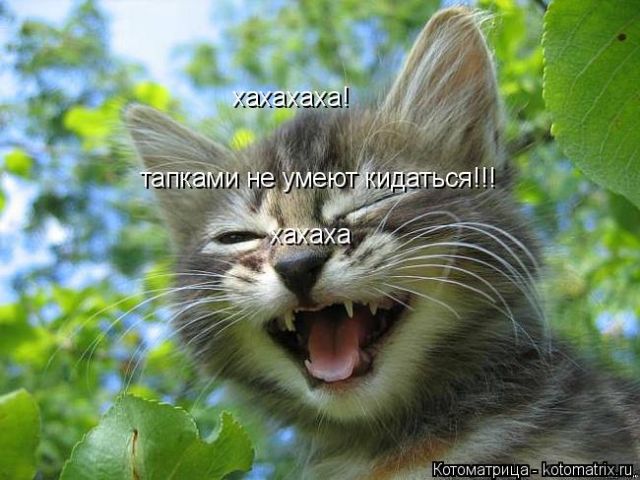 Лучшие котоматрицы недели